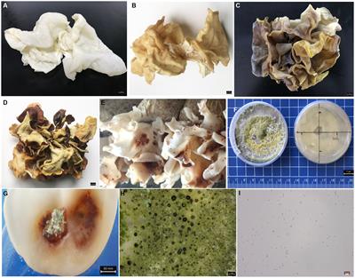 Pathogenic invasive microbes Trichoderma pleuroticola transform bacterial and fungal community diversity in Auricularia cornea crop production system